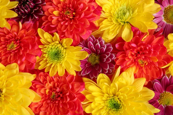 Bellissimi Fiori Crisantemo Colorati Come Sfondo Primo Piano — Foto Stock