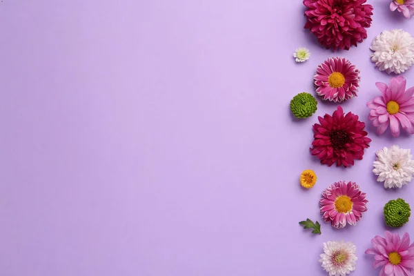 Hermosas Flores Crisantemo Sobre Fondo Violeta Disposición Plana Espacio Para — Foto de Stock