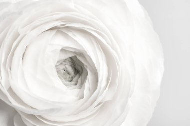 Güzel narin ranunculus çiçeğinin yakın görüntüsü