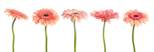 白い背景に美しいピンクのガーベラの花で設定します バナーデザイン — ストック写真