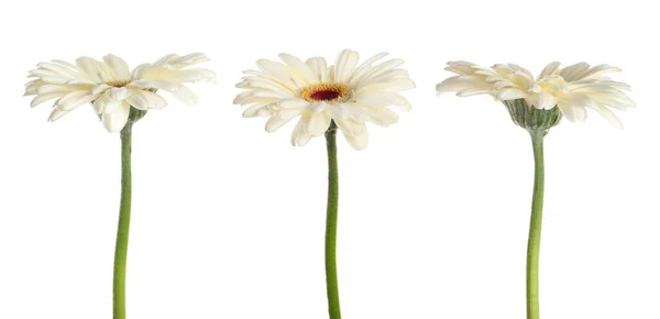 Set Con Hermosas Flores Gerberas Sobre Fondo Blanco Diseño Banner — Foto de Stock