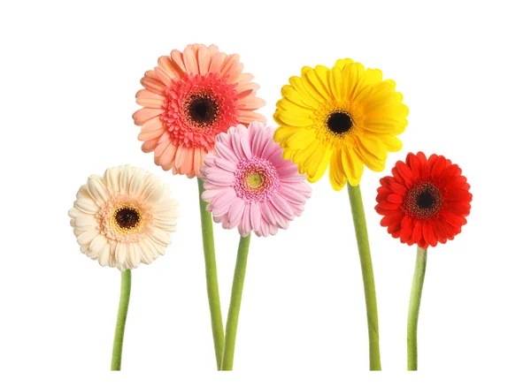 Set Met Mooie Gerbera Bloemen Witte Achtergrond — Stockfoto