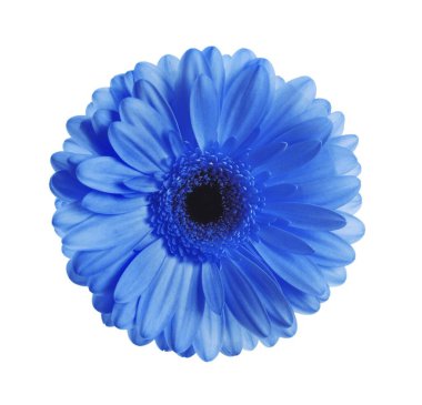 Beyaz arka planda güzel mavi gerbera çiçeği