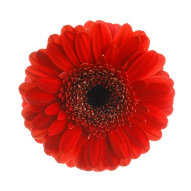 Güzel kırmızı gerbera çiçek beyaz arka plan üzerinde