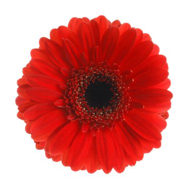 Güzel kırmızı gerbera çiçek beyaz arka plan üzerinde