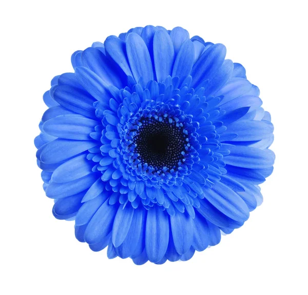 Bela Flor Gerbera Azul Fundo Branco — Fotografia de Stock