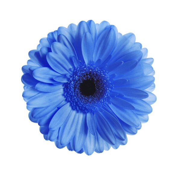 Beautiful blue gerbera flower on white background
