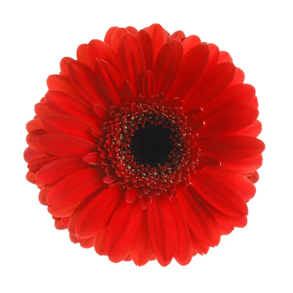 Krásná Červená Gerbera Květina Bílém Pozadí — Stock fotografie