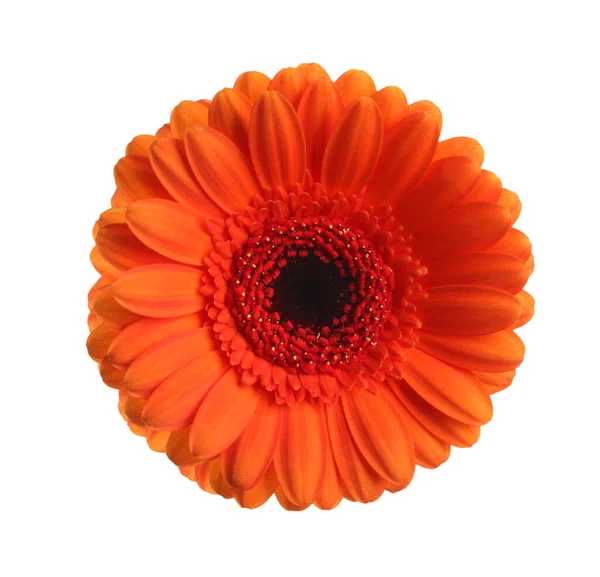 Bela Flor Gerbera Laranja Isolada Branco — Fotografia de Stock