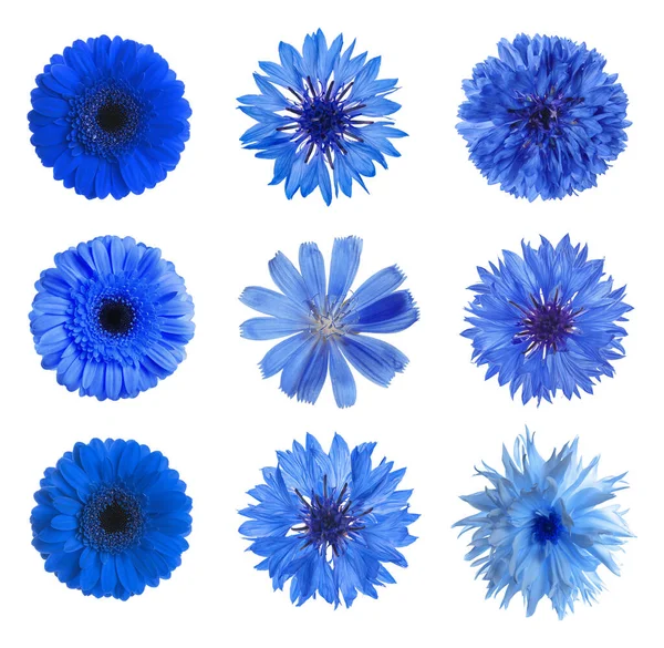 Set Mit Verschiedenen Schönen Blauen Blumen Auf Weißem Hintergrund — Stockfoto