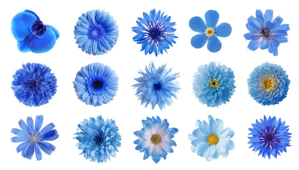 Conjunto Com Diferentes Belas Flores Azuis Fundo Branco — Fotografia de Stock