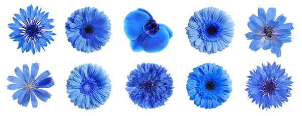 Conjunto Com Diferentes Belas Flores Azuis Fundo Branco Design Banner — Fotografia de Stock
