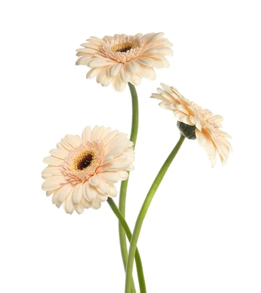 Schöne Beige Gerbera Blüten Isoliert Auf Weiß — Stockfoto