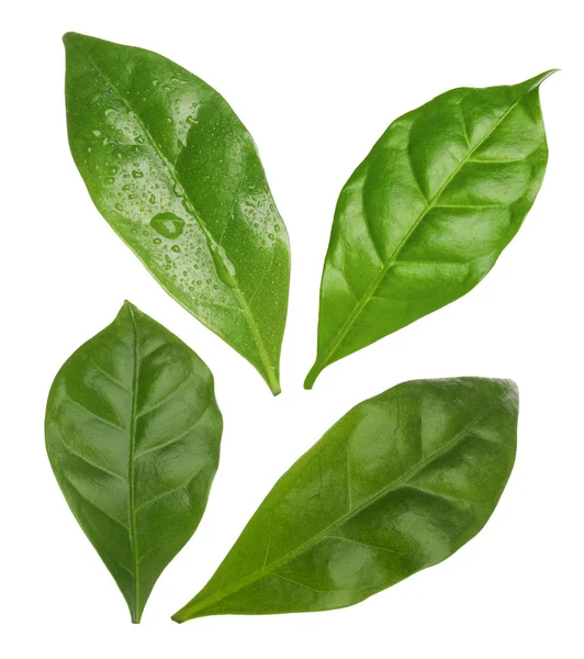 Conjunto Com Folhas Verdes Frescas Planta Café Fundo Branco — Fotografia de Stock