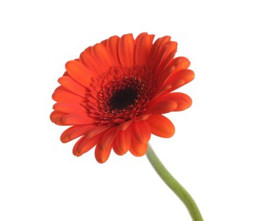 Güzel turuncu gerbera çiçeği beyazda izole edilmiş.