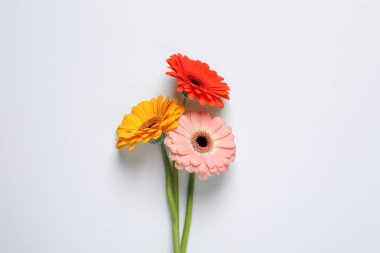 Beyaz arka planda güzel renkli Gerbera çiçekleri, düz yatıyordu.