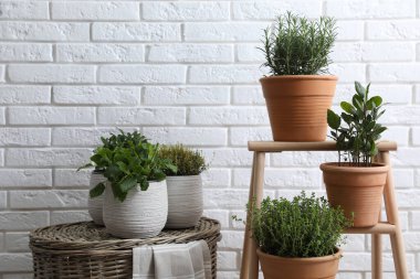 Beyaz tuğla duvarın yanında farklı aromatik saksılar var.