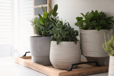 Beyaz masa içerisindeki farklı aromatik saksılar.