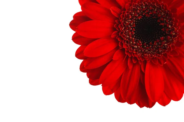 Bela Flor Gerbera Vermelha Fundo Branco — Fotografia de Stock