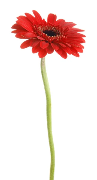 Bela Flor Gerbera Vermelha Fundo Branco — Fotografia de Stock