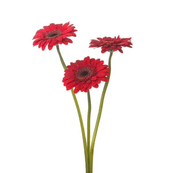 Boeket Van Mooie Rode Gerbera Bloemen Witte Achtergrond — Stockfoto