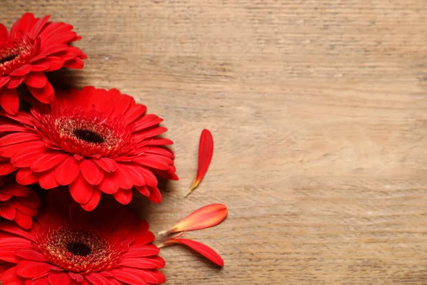 Ahşap arka planda güzel, parlak Gerbera çiçekleri, düz uzanmış. Metin için boşluk