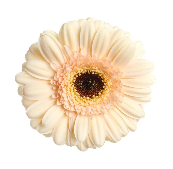 白に孤立した美しいベージュのガーベラの花 — ストック写真