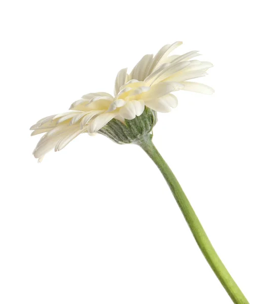 Bela Flor Gerbera Florescendo Isolado Branco — Fotografia de Stock