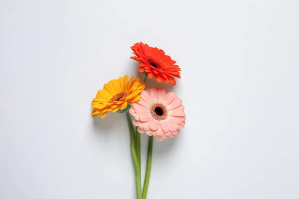 Piękne Kolorowe Gerbera Kwiaty Białym Tle Płaskie Leżaki — Zdjęcie stockowe