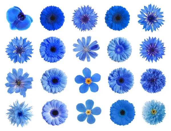Комплект Различными Красивыми Голубыми Цветами Белом Фоне — стоковое фото