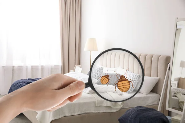 Woman Magnifying Glass Detecting Bed Bugs Bedroom Closeup — Stock Photo, Image