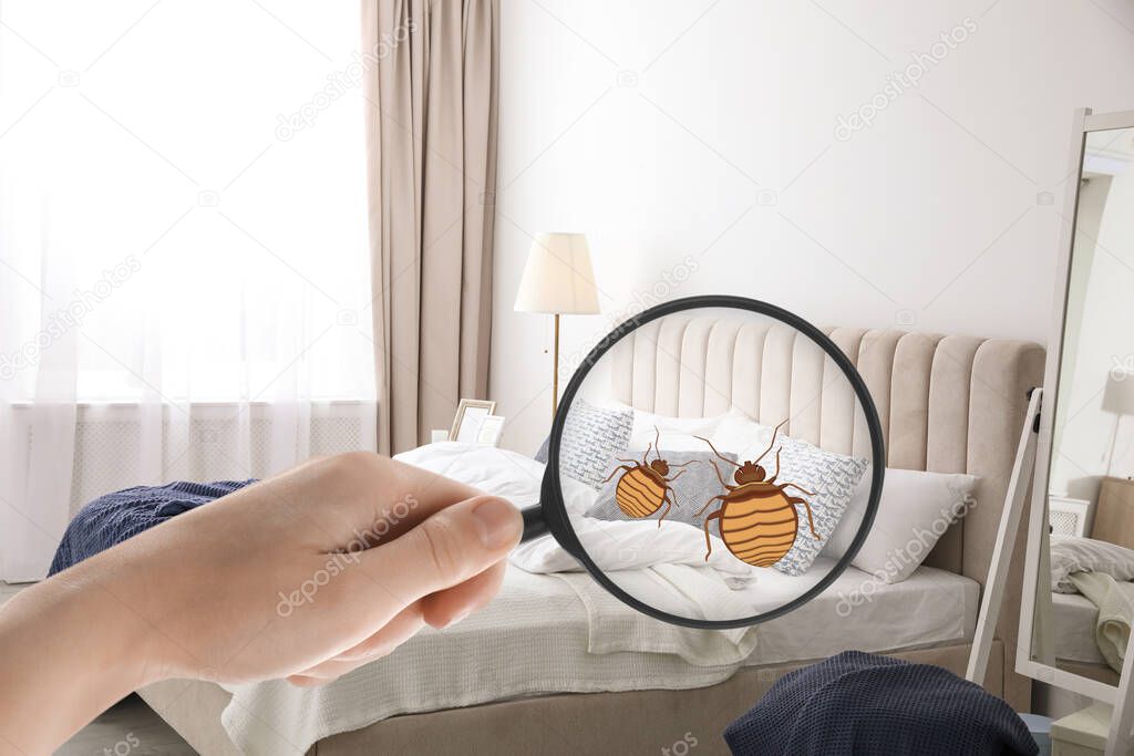 Woman with magnifying glass detecting bed bugs in bedroom, closeup