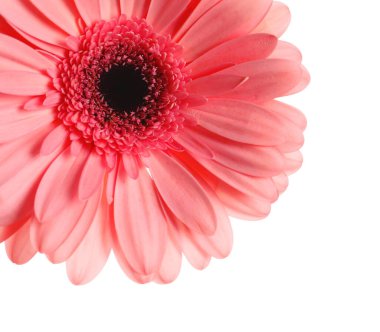 Beyaz arka planda güzel pembe gerbera çiçeği, yakın plan.