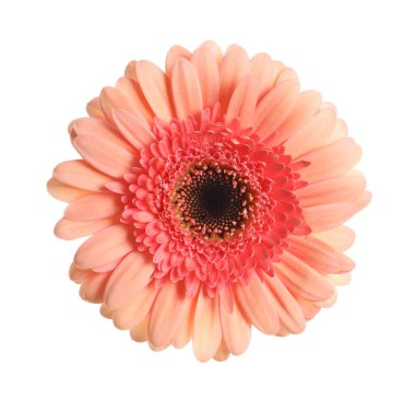 güzel pembe gerbera çiçek üzerinde beyaz izole