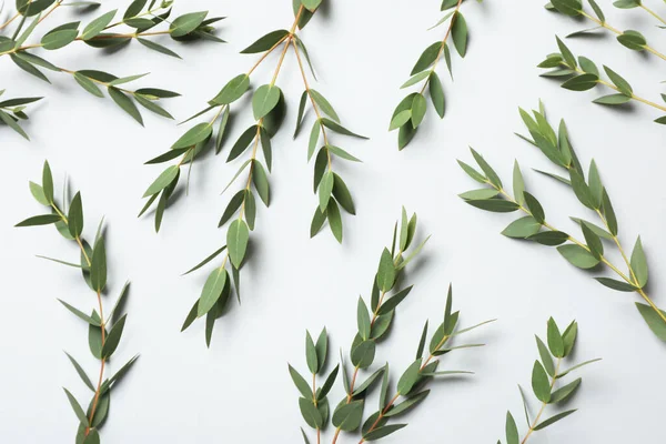 Branches Eucalyptus Avec Des Feuilles Fraîches Sur Fond Blanc Vue — Photo