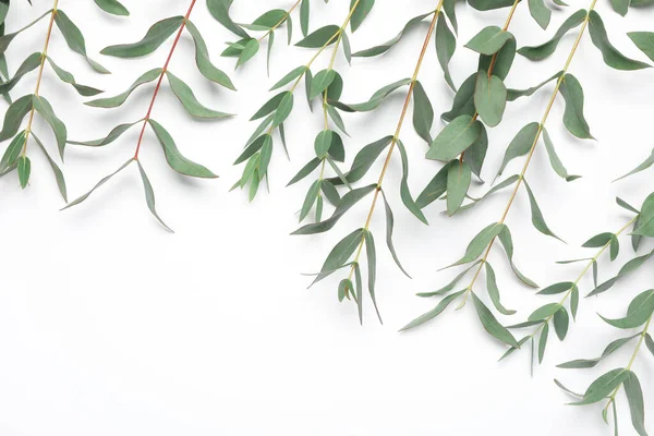 Branches Eucalyptus Avec Des Feuilles Fraîches Sur Fond Blanc Vue — Photo