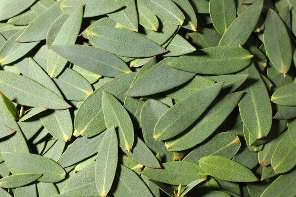 Many Eucalyptus Leaves Background Top View — Stock Photo, Image