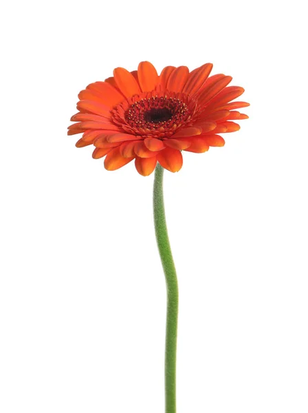 Mooie Oranje Gerbera Bloem Geïsoleerd Wit — Stockfoto