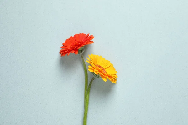 Piękne Kolorowe Gerbera Kwiaty Jasnym Tle Płaskie Leżaki — Zdjęcie stockowe