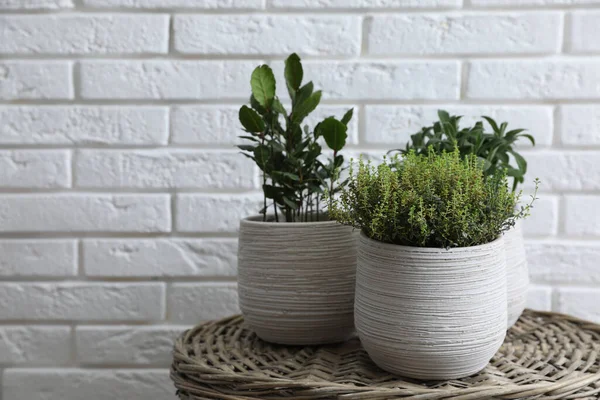 Diferentes Hierbas Aromáticas Maceta Cesta Mimbre Cerca Pared Ladrillo Blanco — Foto de Stock