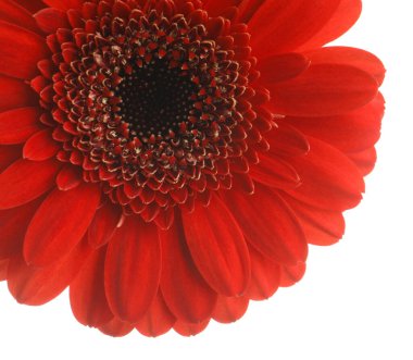 Güzel kırmızı gerbera çiçek beyaz arka plan üzerinde