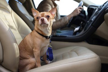 Modern arabadaki kadının yanındaki yolcu koltuğunda küçük bir chihuahua köpeği.