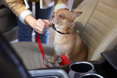 Arabasında şirin bir Chihuahua köpeği olan sahibi, yakın plan.