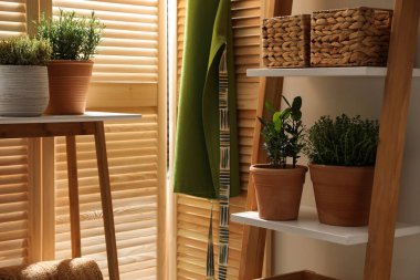 Odada farklı saksı bitkileri var. İç tasarım