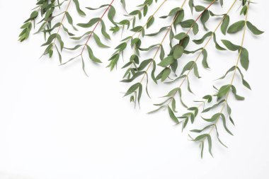 Beyaz arka planda taze yapraklı okaliptüs dalları, üst görünüm