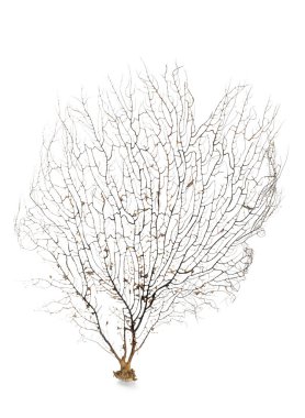 Güzel dallanan mercan beyaz üzerine izole edilmiş.