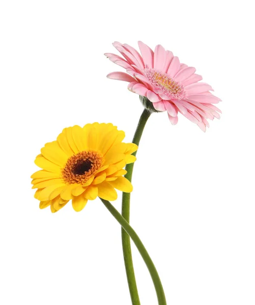 Mooie Gele Roze Gerbera Bloemen Geïsoleerd Wit — Stockfoto