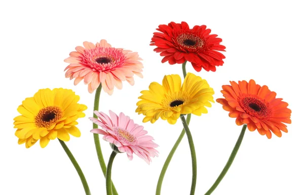 Muchas Hermosas Flores Gerberas Aisladas Blanco — Foto de Stock