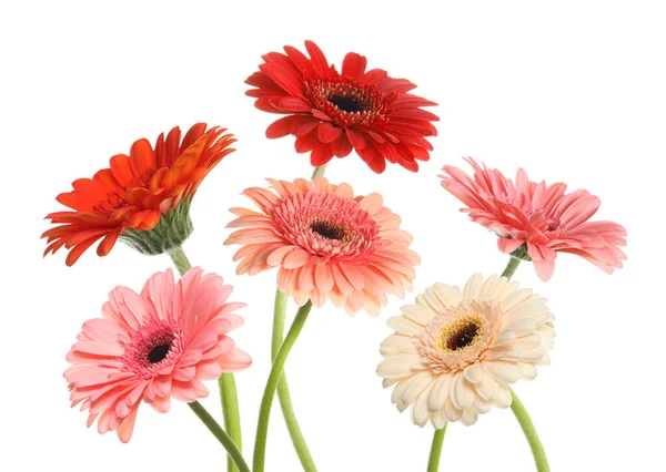 Veel Mooie Gerbera Bloemen Geïsoleerd Wit — Stockfoto