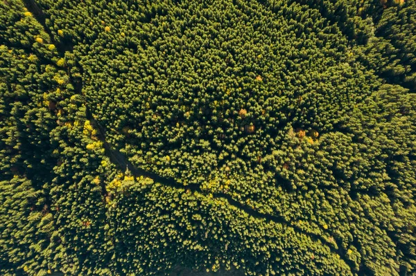 Vista Aérea Del Bosque Verde Día Soleado Fotografía Drones —  Fotos de Stock